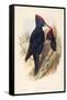 Illustration from John GouldS The Birds of Great Britain Representing Pair of Black Woodpeckers Dry-null-Framed Stretched Canvas