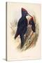 Illustration from John GouldS The Birds of Great Britain Representing Pair of Black Woodpeckers Dry-null-Stretched Canvas