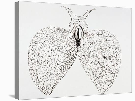 Illustration From Malpighi's Book on the Lungs-Science Photo Library-Stretched Canvas