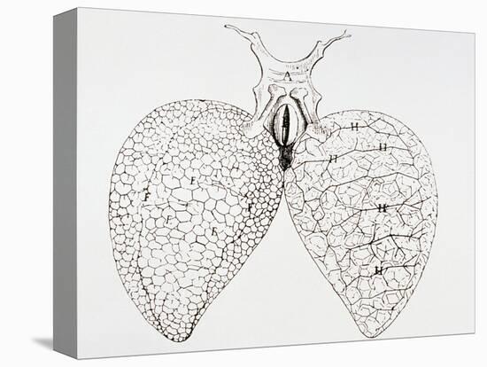 Illustration From Malpighi's Book on the Lungs-Science Photo Library-Stretched Canvas