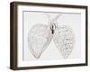 Illustration From Malpighi's Book on the Lungs-Science Photo Library-Framed Photographic Print