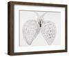 Illustration From Malpighi's Book on the Lungs-Science Photo Library-Framed Photographic Print
