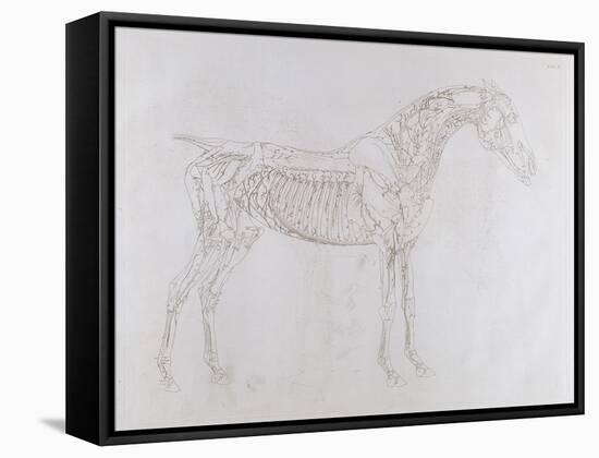 Illustration from 'The Anatomy of the Horse, Including a Particular Description of the Bones,…-George Stubbs-Framed Stretched Canvas