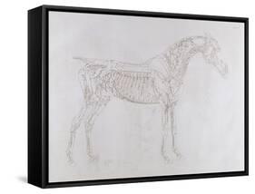 Illustration from 'The Anatomy of the Horse, Including a Particular Description of the Bones,…-George Stubbs-Framed Stretched Canvas