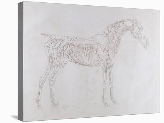 Illustration from 'The Anatomy of the Horse, Including a Particular Description of the Bones,…-George Stubbs-Stretched Canvas