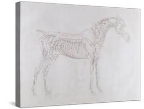 Illustration from 'The Anatomy of the Horse, Including a Particular Description of the Bones,…-George Stubbs-Stretched Canvas