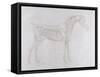 Illustration from 'The Anatomy of the Horse, Including a Particular Description of the Bones,…-George Stubbs-Framed Stretched Canvas