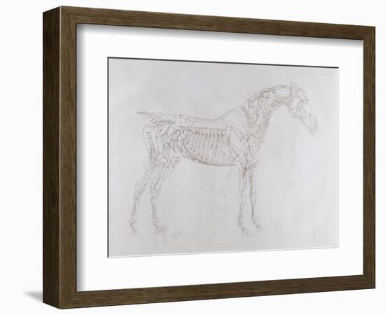 Illustration from 'The Anatomy of the Horse, Including a Particular Description of the Bones,…-George Stubbs-Framed Giclee Print