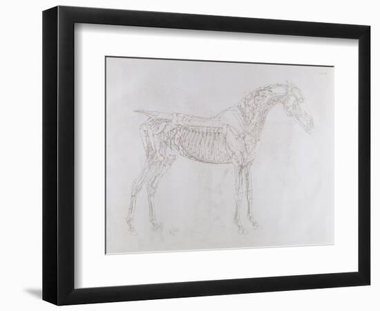 Illustration from 'The Anatomy of the Horse, Including a Particular Description of the Bones,…-George Stubbs-Framed Giclee Print