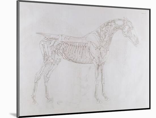 Illustration from 'The Anatomy of the Horse, Including a Particular Description of the Bones,…-George Stubbs-Mounted Giclee Print