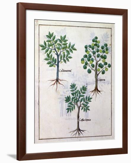 Illustration from the "Book of Simple Medicines" by Mattheaus Platearius (D.circa 1161) circa 1470-Robinet Testard-Framed Giclee Print