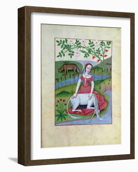 Illustration from the "Book of Simple Medicines" by Mattheaus Platearius (D.circa 1161) circa 1470-Robinet Testard-Framed Giclee Print