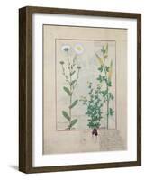 Illustration from the Book of Simple Medicines by Mattheaus Platearius-Robinet Testard-Framed Giclee Print