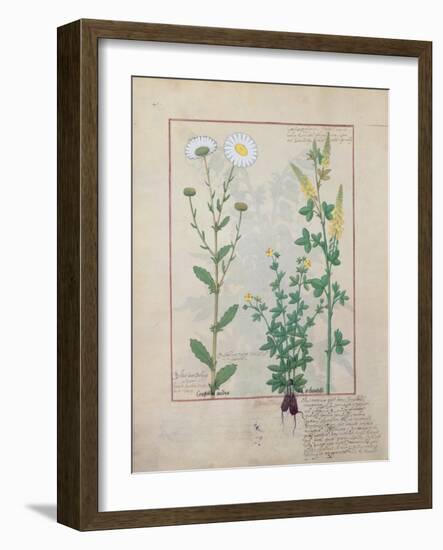 Illustration from the Book of Simple Medicines by Mattheaus Platearius-Robinet Testard-Framed Giclee Print