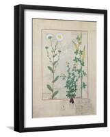 Illustration from the Book of Simple Medicines by Mattheaus Platearius-Robinet Testard-Framed Giclee Print