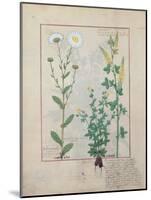 Illustration from the Book of Simple Medicines by Mattheaus Platearius-Robinet Testard-Mounted Giclee Print