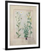 Illustration from the Book of Simple Medicines by Mattheaus Platearius-Robinet Testard-Framed Giclee Print