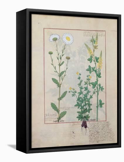 Illustration from the Book of Simple Medicines by Mattheaus Platearius-Robinet Testard-Framed Stretched Canvas