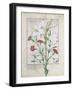 Illustration from the Book of Simple Medicines by Mattheaus Platearius-Robinet Testard-Framed Giclee Print