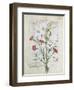 Illustration from the Book of Simple Medicines by Mattheaus Platearius-Robinet Testard-Framed Giclee Print