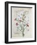 Illustration from the Book of Simple Medicines by Mattheaus Platearius-Robinet Testard-Framed Giclee Print