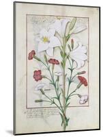 Illustration from the Book of Simple Medicines by Mattheaus Platearius-Robinet Testard-Mounted Giclee Print