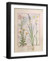 Illustration from the Book of Simple Medicines by Mattheaus Platearius-Robinet Testard-Framed Giclee Print