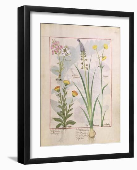 Illustration from the Book of Simple Medicines by Mattheaus Platearius-Robinet Testard-Framed Giclee Print