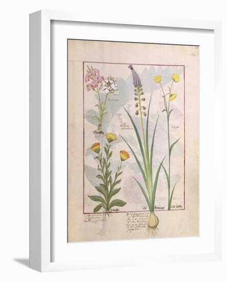 Illustration from the Book of Simple Medicines by Mattheaus Platearius-Robinet Testard-Framed Giclee Print