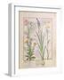 Illustration from the Book of Simple Medicines by Mattheaus Platearius-Robinet Testard-Framed Giclee Print