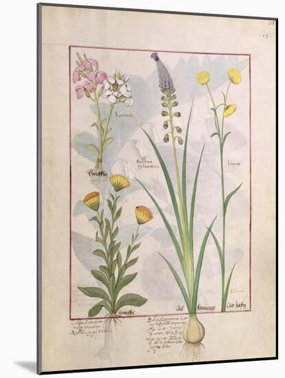 Illustration from the Book of Simple Medicines by Mattheaus Platearius-Robinet Testard-Mounted Giclee Print