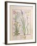 Illustration from the Book of Simple Medicines by Mattheaus Platearius-Robinet Testard-Framed Giclee Print