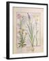 Illustration from the Book of Simple Medicines by Mattheaus Platearius-Robinet Testard-Framed Giclee Print