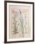 Illustration from the Book of Simple Medicines by Mattheaus Platearius-Robinet Testard-Framed Giclee Print