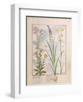 Illustration from the Book of Simple Medicines by Mattheaus Platearius-Robinet Testard-Framed Giclee Print