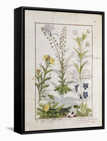 Illustration from the Book of Simple Medicines by Mattheaus Platearius-Robinet Testard-Framed Stretched Canvas