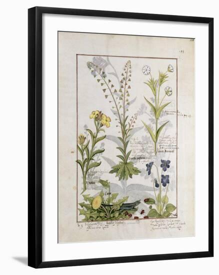 Illustration from the Book of Simple Medicines by Mattheaus Platearius-Robinet Testard-Framed Giclee Print