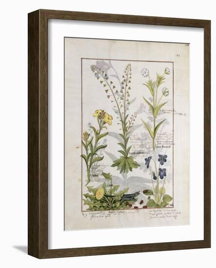 Illustration from the Book of Simple Medicines by Mattheaus Platearius-Robinet Testard-Framed Giclee Print