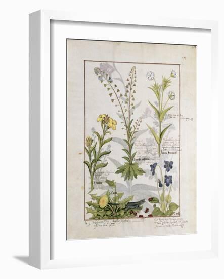 Illustration from the Book of Simple Medicines by Mattheaus Platearius-Robinet Testard-Framed Giclee Print