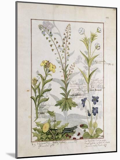 Illustration from the Book of Simple Medicines by Mattheaus Platearius-Robinet Testard-Mounted Giclee Print