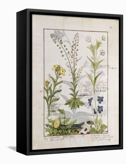 Illustration from the Book of Simple Medicines by Mattheaus Platearius-Robinet Testard-Framed Stretched Canvas