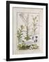 Illustration from the Book of Simple Medicines by Mattheaus Platearius-Robinet Testard-Framed Giclee Print