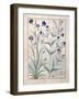 Illustration from the Book of Simple Medicines by Mattheaus Platearius-Robinet Testard-Framed Giclee Print