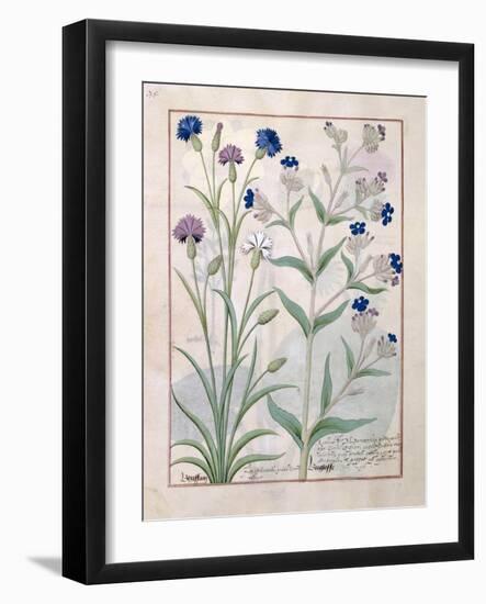 Illustration from the Book of Simple Medicines by Mattheaus Platearius-Robinet Testard-Framed Giclee Print