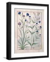 Illustration from the Book of Simple Medicines by Mattheaus Platearius-Robinet Testard-Framed Giclee Print