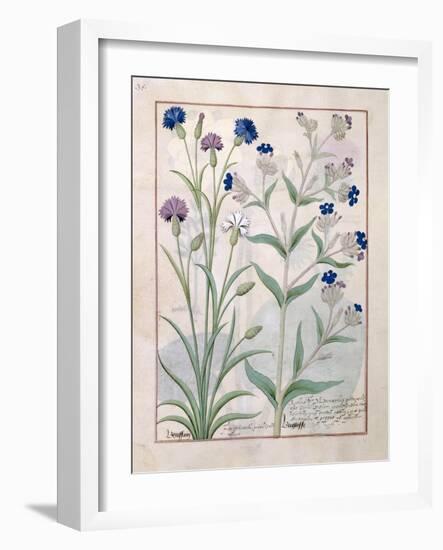 Illustration from the Book of Simple Medicines by Mattheaus Platearius-Robinet Testard-Framed Giclee Print