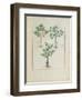 Illustration from the Book of Simple Medicines by Mattheaus Platearius-Robinet Testard-Framed Giclee Print