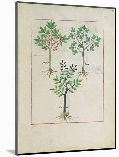 Illustration from the Book of Simple Medicines by Mattheaus Platearius-Robinet Testard-Mounted Giclee Print