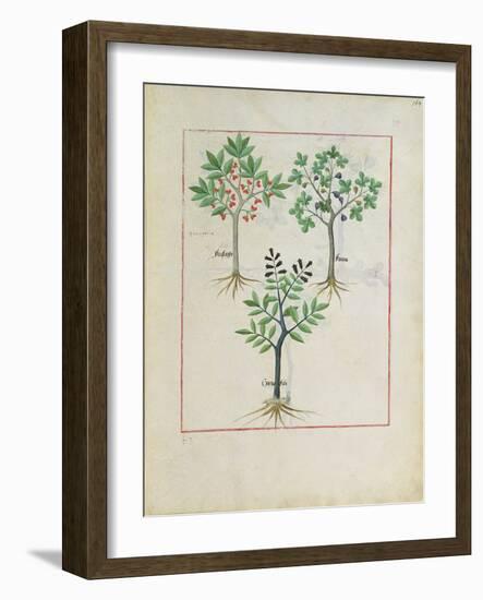 Illustration from the Book of Simple Medicines by Mattheaus Platearius-Robinet Testard-Framed Giclee Print