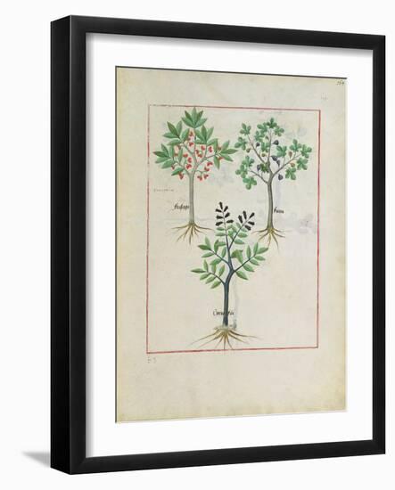 Illustration from the Book of Simple Medicines by Mattheaus Platearius-Robinet Testard-Framed Giclee Print